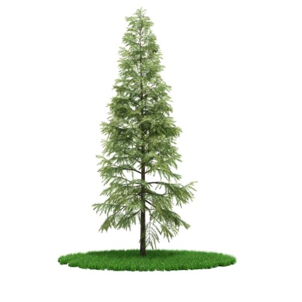 Pine tree - دانلود مدل سه بعدی درخت کاج - آبجکت سه بعدی درخت کاج - دانلود آبجکت سه بعدی درخت کاج -دانلود مدل سه بعدی fbx - دانلود مدل سه بعدی obj -Pine tree 3d model free download  - Pine tree 3d Object - Pine tree OBJ 3d models - Pine tree FBX 3d Models - 
